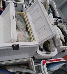 海龍丸（福岡） 釣果