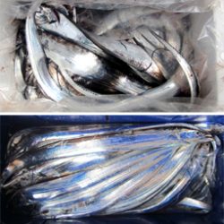 来温丸（らいおんまる） 釣果