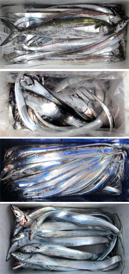 来温丸（らいおんまる） 釣果