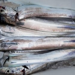 オーフリー 釣果