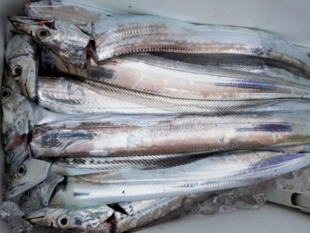 オーフリー 釣果