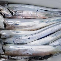 オーフリー 釣果