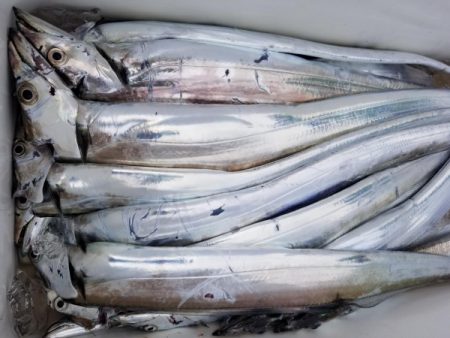 オーフリー 釣果