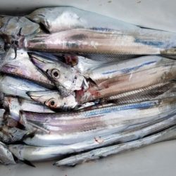 オーフリー 釣果