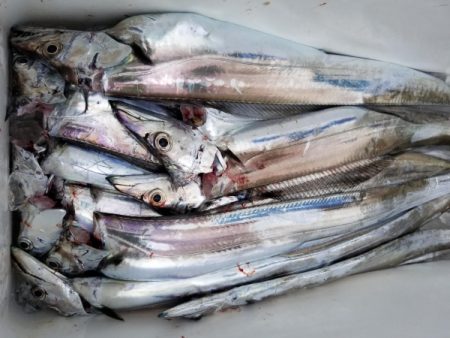 オーフリー 釣果