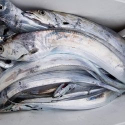 オーフリー 釣果