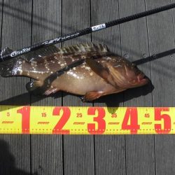 ルアー船マヒマヒ 釣果