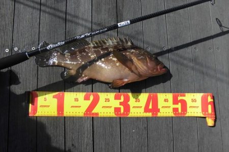 ルアー船マヒマヒ 釣果