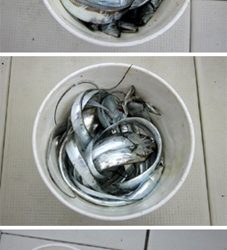 来温丸(らいおんまる) 釣果