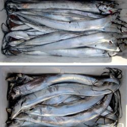 来温丸(らいおんまる) 釣果