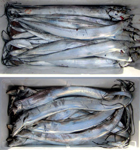 来温丸（らいおんまる） 釣果