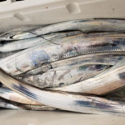 オーフリー 釣果