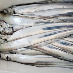 オーフリー 釣果