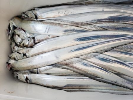 オーフリー 釣果