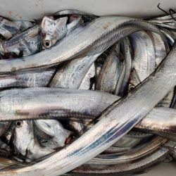 オーフリー 釣果