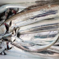 オーフリー 釣果