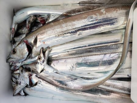 オーフリー 釣果