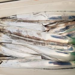 オーフリー 釣果