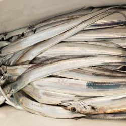 オーフリー 釣果