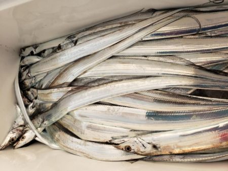 オーフリー 釣果