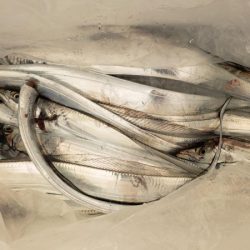 オーフリー 釣果