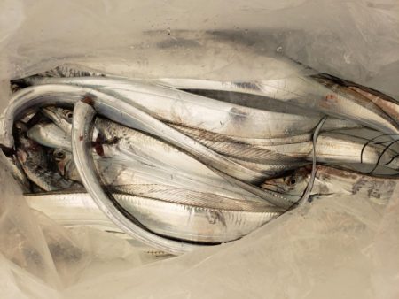 オーフリー 釣果