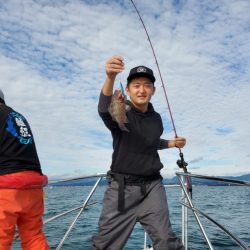 ブルーピア 釣果