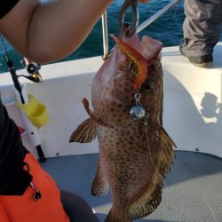 ブルーピア 釣果