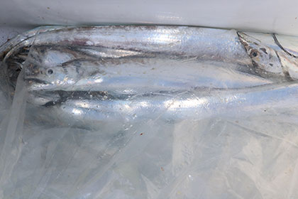 松本釣船２ 釣果