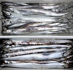 来温丸(らいおんまる) 釣果