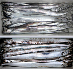 来温丸（らいおんまる） 釣果