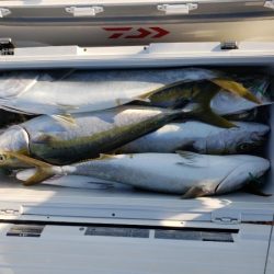 オーフリー 釣果