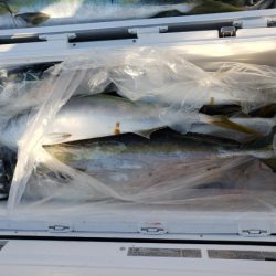 オーフリー 釣果