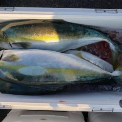 オーフリー 釣果