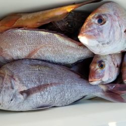 オーフリー 釣果