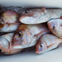 オーフリー 釣果