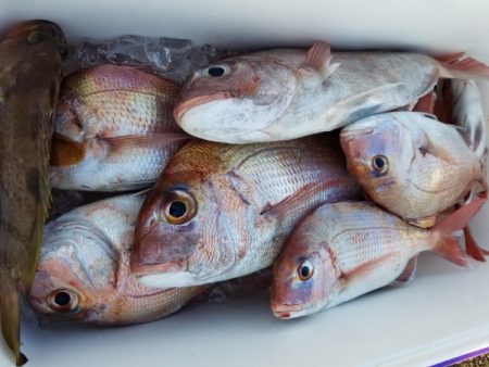 オーフリー 釣果