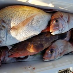 オーフリー 釣果