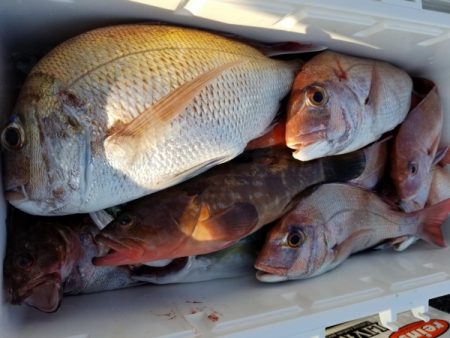 オーフリー 釣果