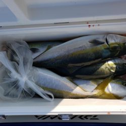 オーフリー 釣果