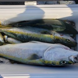 オーフリー 釣果