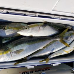 オーフリー 釣果