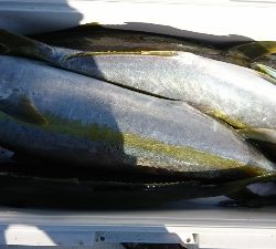 海龍丸（福岡） 釣果