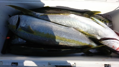 海龍丸（福岡） 釣果