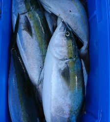 海龍丸（福岡） 釣果