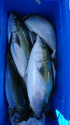 海龍丸（福岡） 釣果