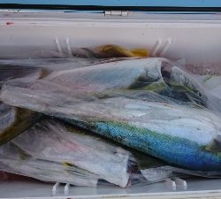 海龍丸（福岡） 釣果