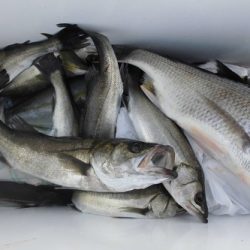 ルアー船マヒマヒ 釣果