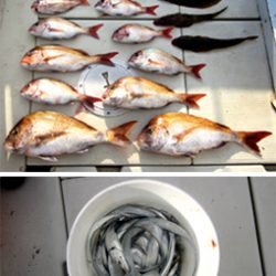 来温丸(らいおんまる) 釣果