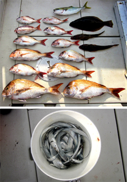 来温丸（らいおんまる） 釣果